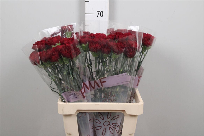 <h4>Di St Grace</h4>