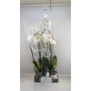 Phalaenopsis   ...white