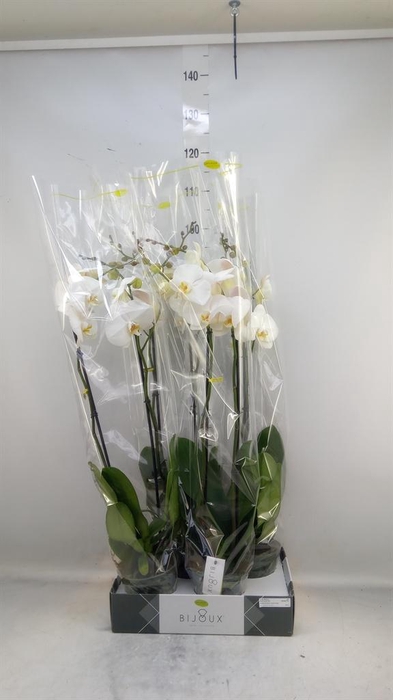 <h4>Phalaenopsis   ...white</h4>