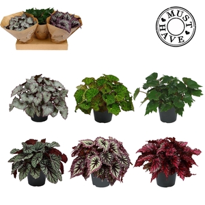 Bladbegonia Rex Mix MUST HAVE