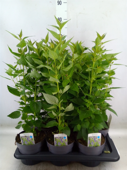 <h4>Agastache  'Blue Fortune'</h4>