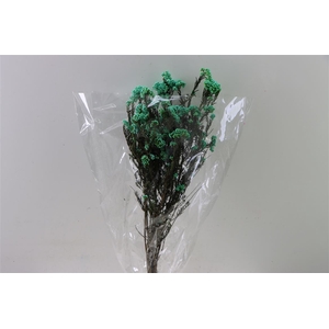 Dried Ozothamnus Mint Green Bunch Slv