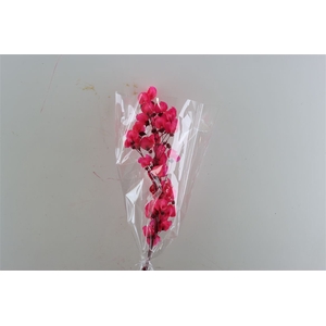 Dried Bougainvillea X5 55cm Cerise Bunch