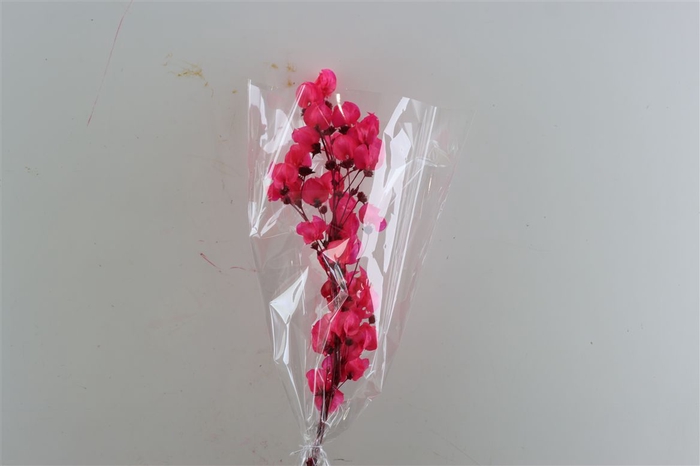 <h4>Dried Bougainvillea X5 55cm Cerise Bunch</h4>