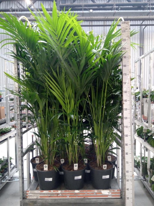 <h4>Howea forsteriana</h4>