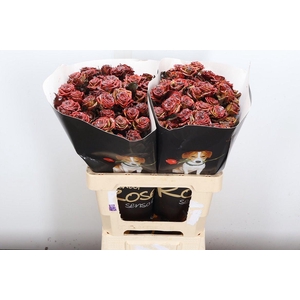 R Tr Wx Flaming Browny Xl