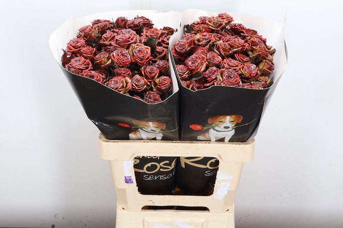 <h4>R Tr Wx Flaming Browny Xl</h4>