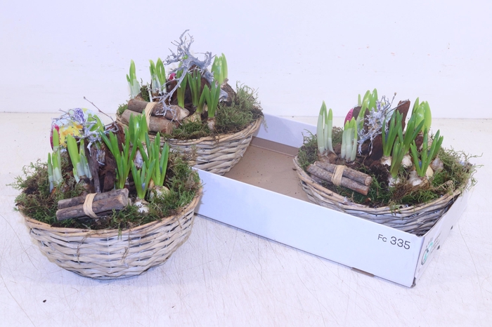 <h4>Arr Bol Knolgewas</h4>