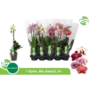 PHAL GEM