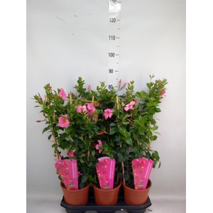 Mandevilla am. 'Diaman Opal Fuch F'