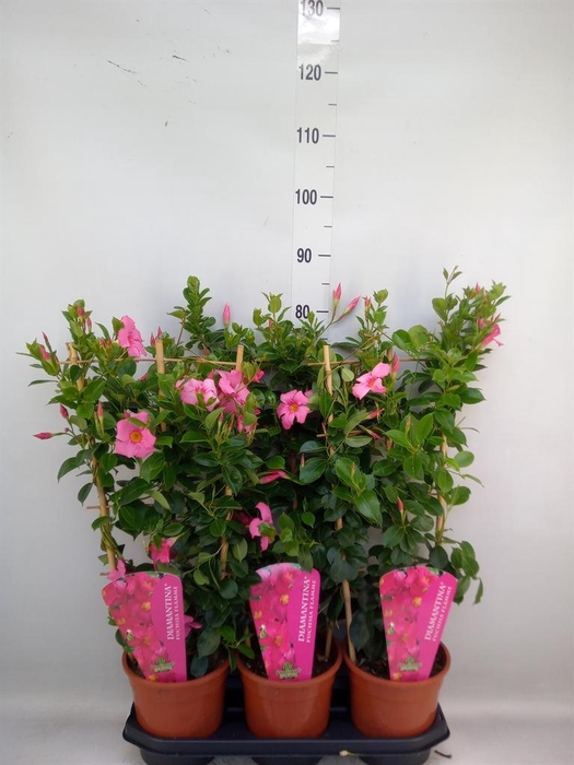 <h4>Mandevilla am. 'Diaman Opal Fuch F'</h4>