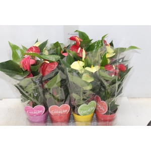 ANTHURIUM VARIADO P09