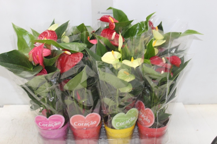 <h4>ANTHURIUM VARIADO P09</h4>