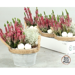 ARR TUINPLANTEN