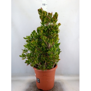 Crassula ovata