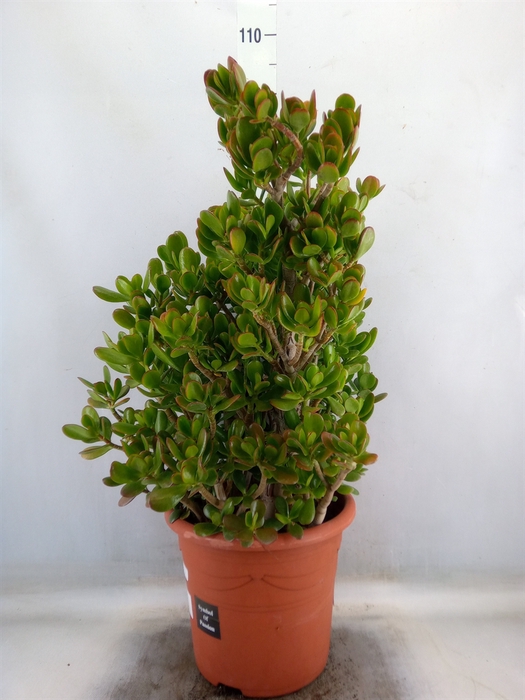 <h4>Crassula ovata</h4>