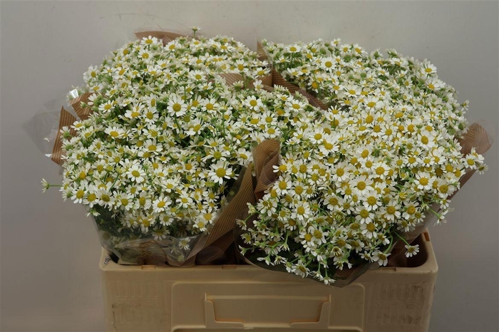 <h4>TANA PA CAMERON</h4>