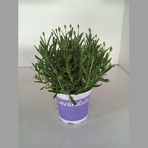 LAVENDEL LAVANDULA HIDCOTE BLUE BLA