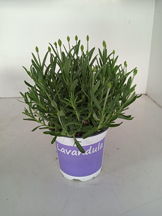 <h4>LAVENDEL LAVANDULA HIDCOTE BLUE BLA</h4>