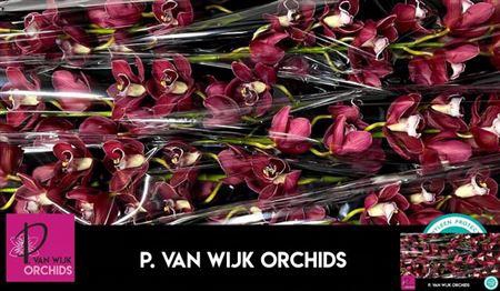 <h4>Cymb T Hades</h4>