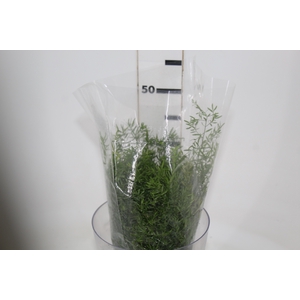 FOLHAGEM ASPARGO CWEBE 040 CM