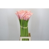 Zantedeschia Eydolls Pink