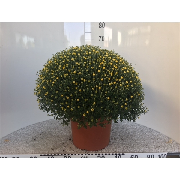 <h4>206 : Pot 33 cm Chrysant (buiten) UNI 5 kleuren Geel-wit-roze-rood-brons-paars</h4>