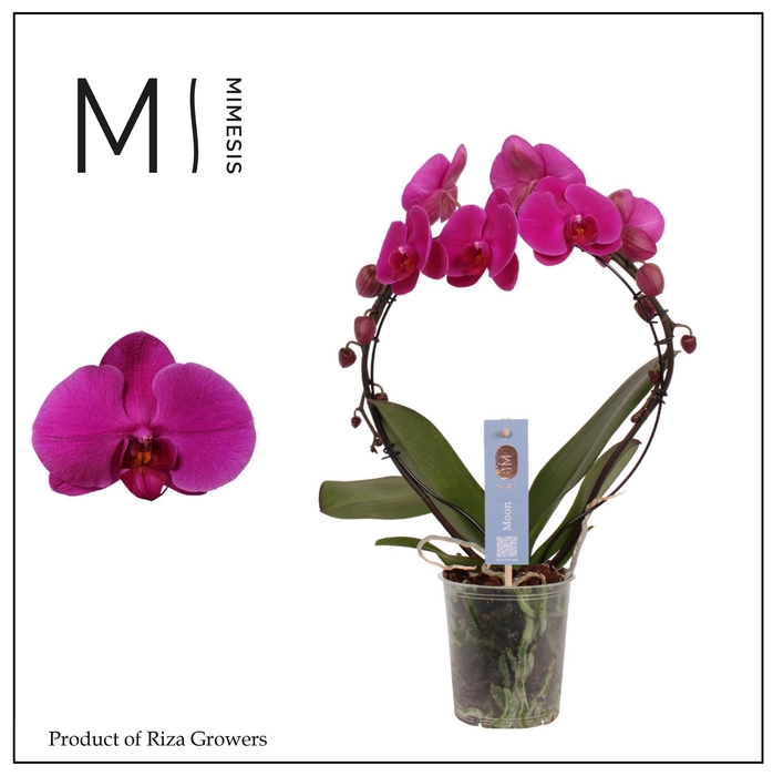 <h4>Phalaenopsis Moon Purple 16+ - 12cm | Mimesis</h4>