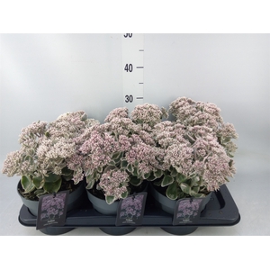 Sedum telep. 'Seduct Rose Charm'