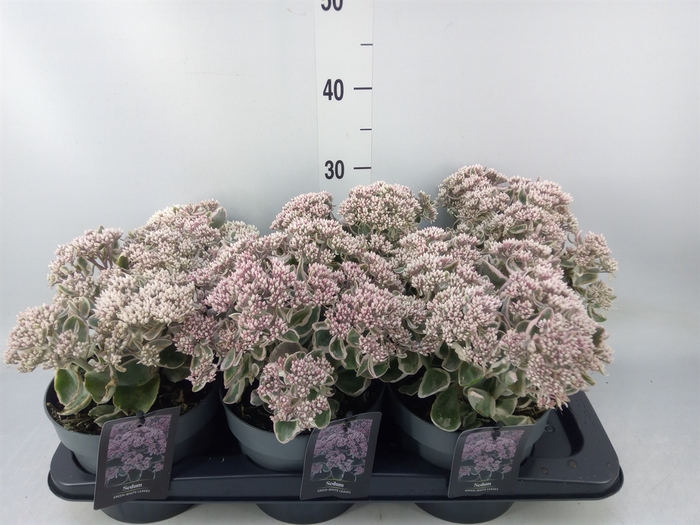 <h4>Sedum telep. 'Seduct Rose Charm'</h4>