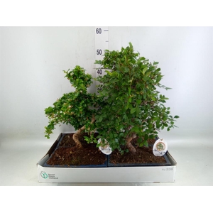 Bonsai   ...mix