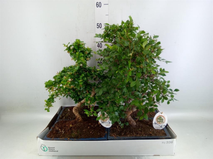 <h4>Bonsai   ...mix</h4>