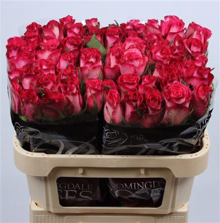 <h4>R Gr Nicoletta</h4>