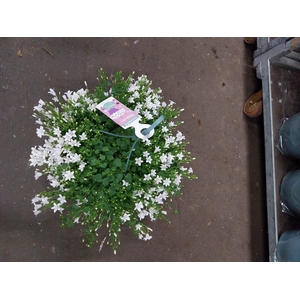 Campanula Ambella white