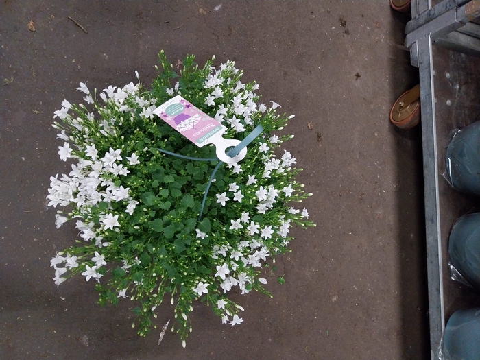 <h4>Campanula Ambella white</h4>