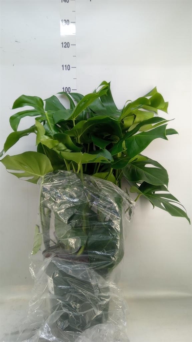 <h4>Monstera delic.</h4>