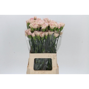 Dianthus St Creola