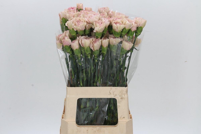 <h4>Dianthus St Creola</h4>