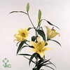 CALLU BL  QUATTRO G