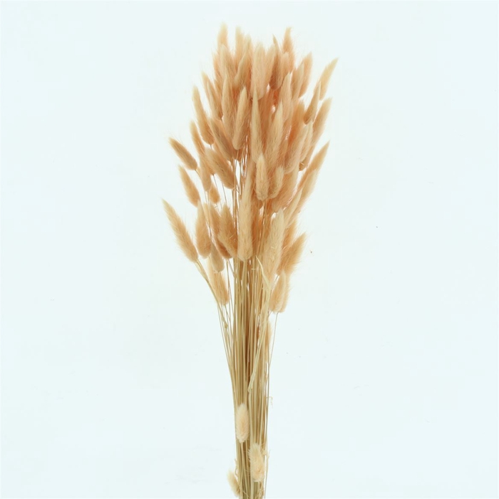 <h4>Dried Lagurus Bleached Peach Fuzz Bs</h4>