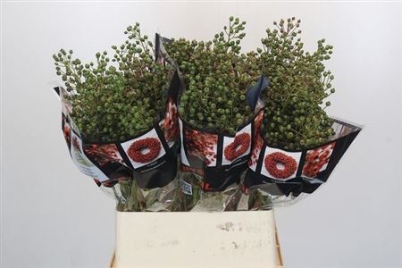 <h4>Rosa Autumn Rosefruits Green</h4>