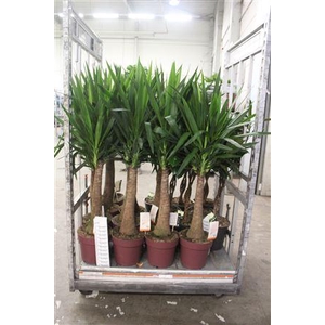 Yuc Elephantipes ** P27 150cm **