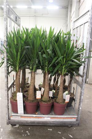Yuc Elephantipes ** P27 150cm **