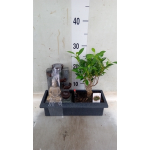 Bonsai   ...mix