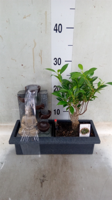 <h4>Bonsai   ...mix</h4>