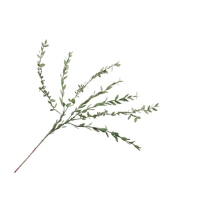 Euca Parvifolia Green