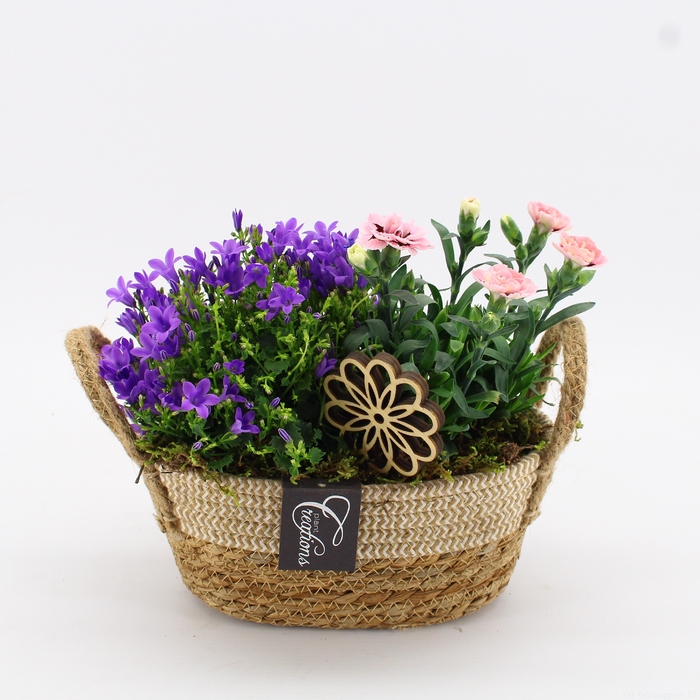 CACR-2401 Campanula creatie