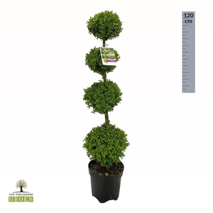 Buxus sempervirens Quatrobol M