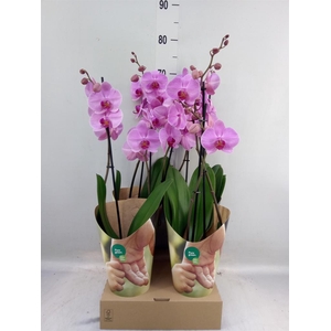 Phalaenopsis   ...rose