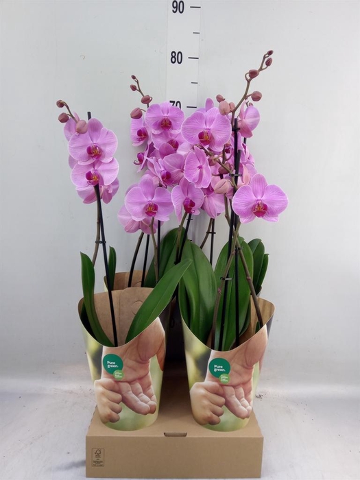 <h4>Phalaenopsis   ...rose</h4>